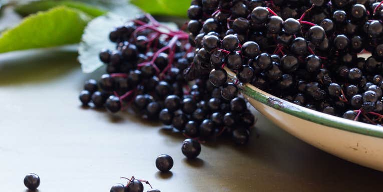 8 Delicious Edible Berries You Can Find in the Wild