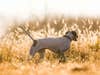 a pointer hunting dog in a hay field. these are great grouse hunting dogs if you know how to handle them
