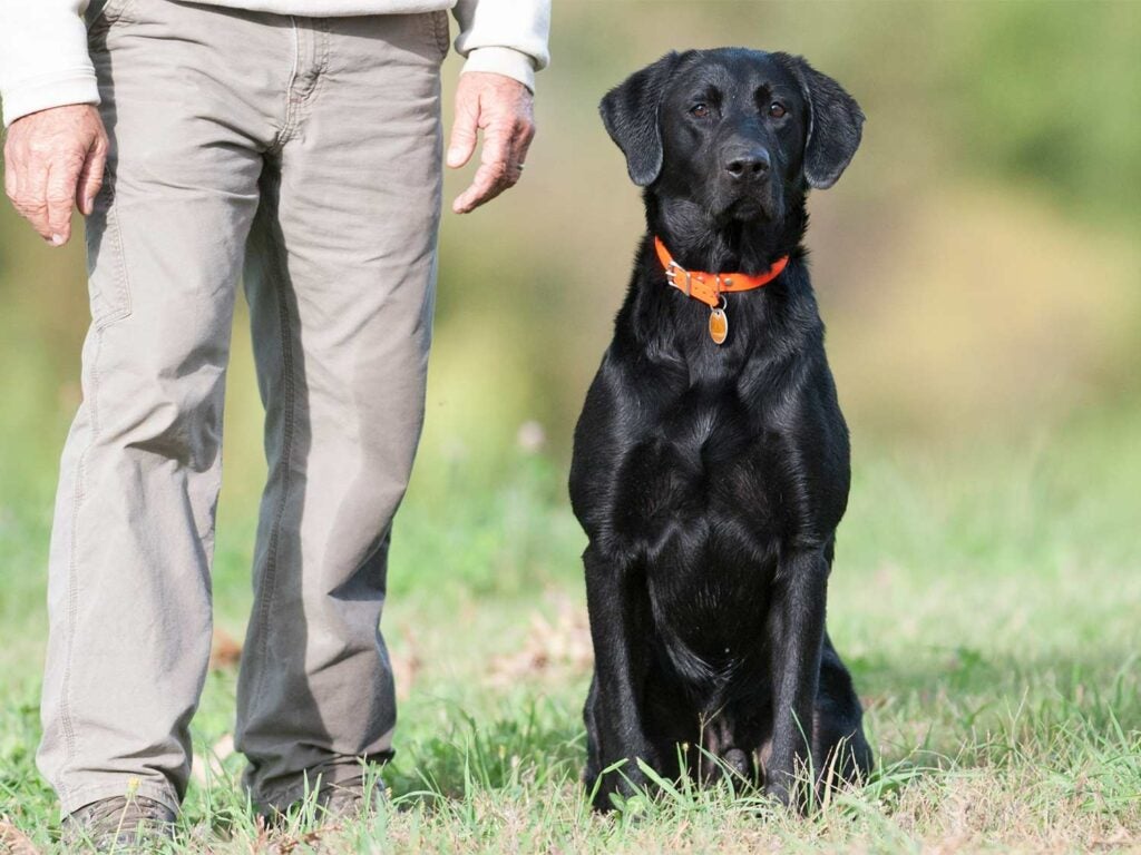 a black labrador retriever makes a fine grouse hunting dog