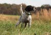 an english setter in a field, the tradition choice for a grouse hunting dog