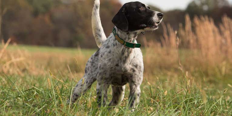Grouse Hunting Dogs: The 10 Best Breeds