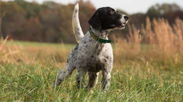 Grouse Hunting Dogs: The 10 Best Breeds