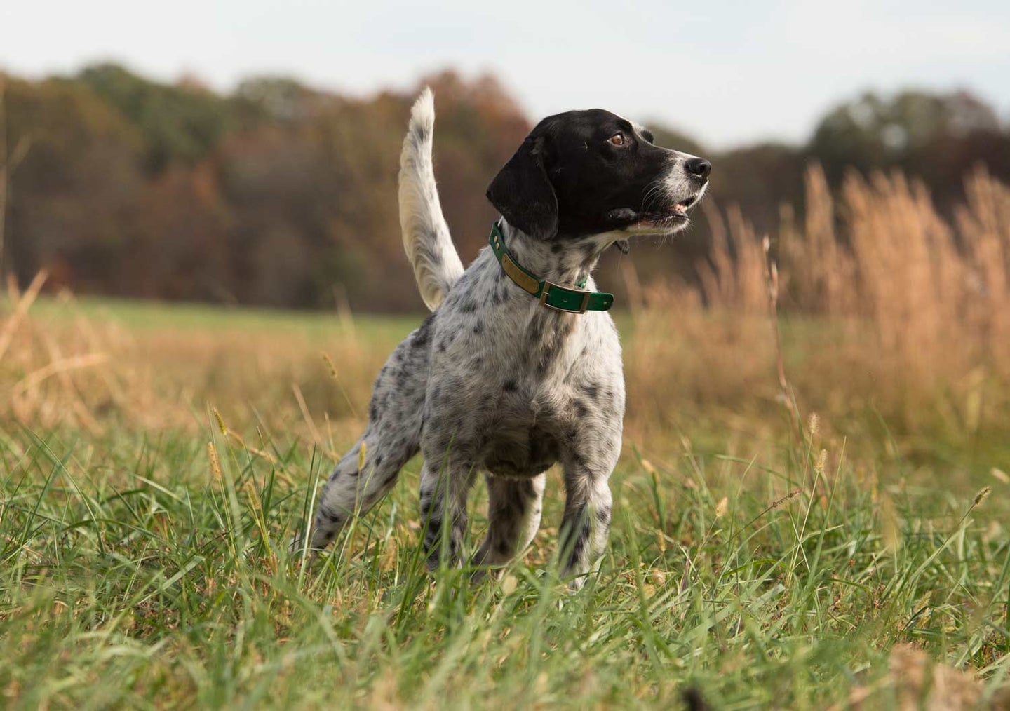 an english setter in a field