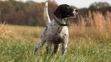 The 10 Best Gun Dogs for Ruffed Grouse Hunting