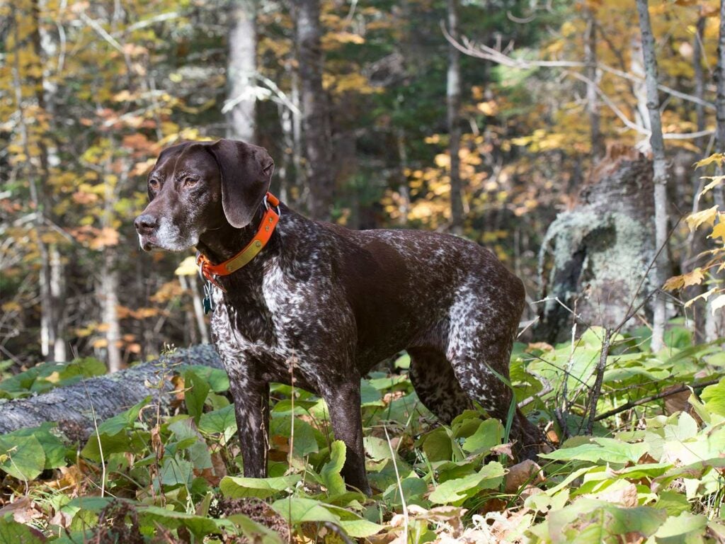 a german shorthaired pointer