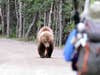 A grizzly makes its way toward a party of hikers.