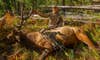 elk hunter kneeling behind giant elk