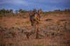 hunter walking through a barren desert field