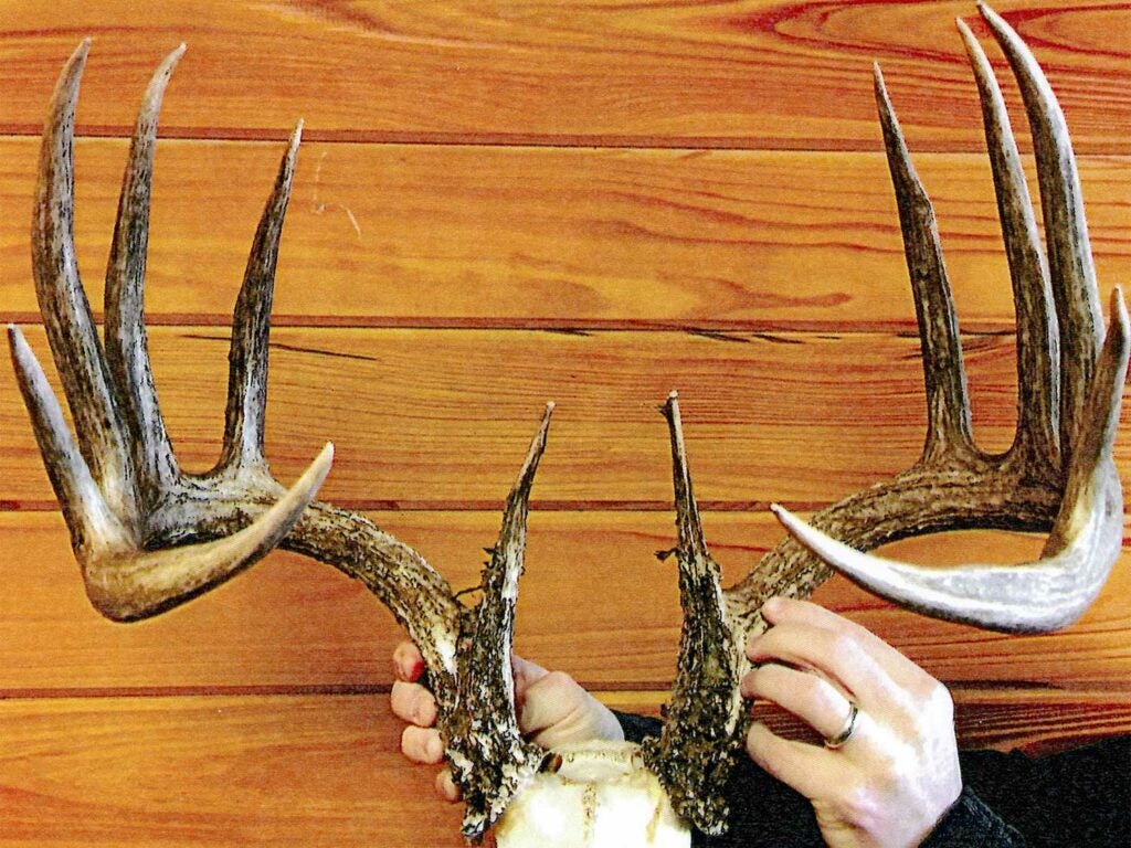 the top bow typical buck antlers