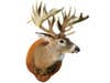 whitetail mount antlers trophy