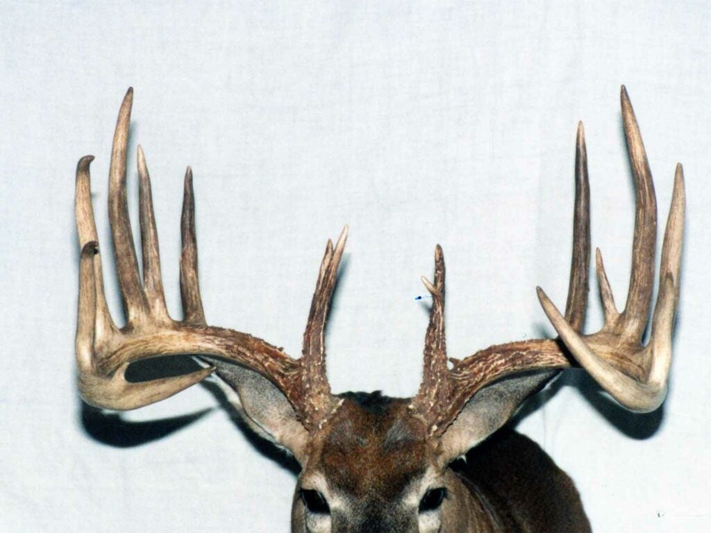 Oklahomaâs best bow-killed typical buck antlers