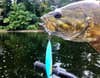 a smallmouth bass with a teal lure hanging from its mouth
