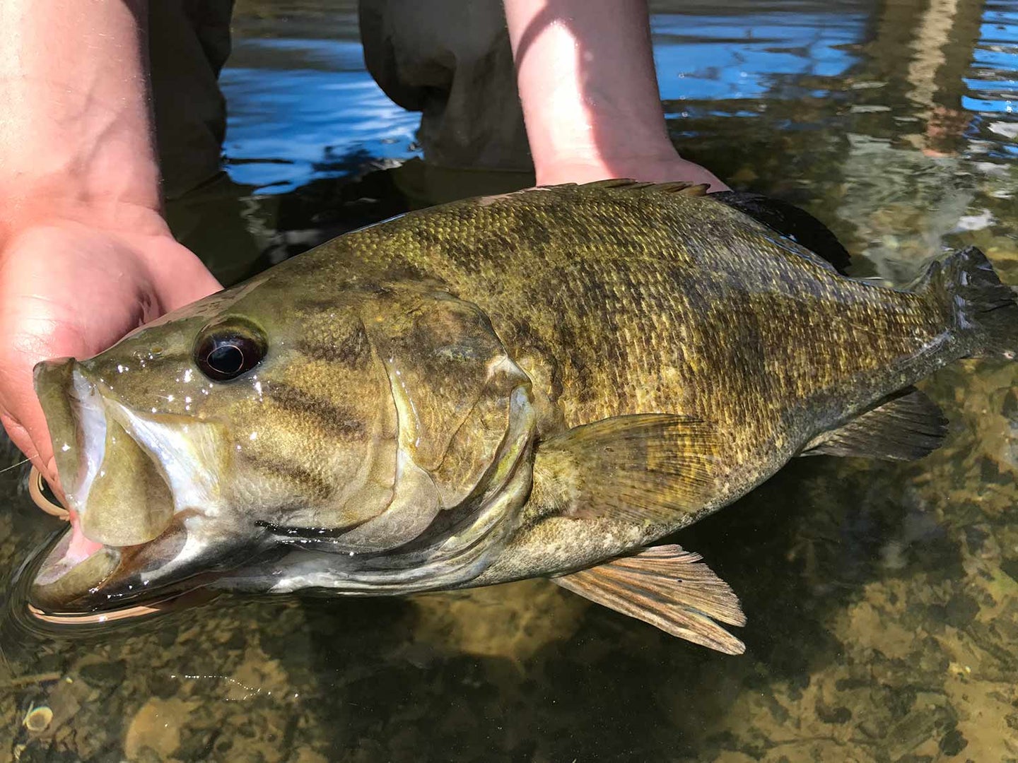 4 Overlooked Crankbaits for River Fishing Smallmouth Bass