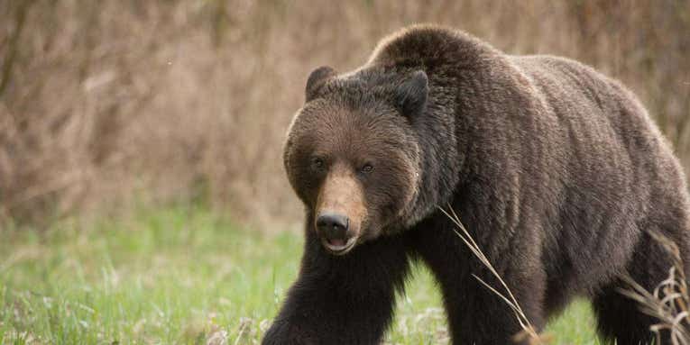 The 7 Best Brown Bear and Grizzly Cartridges