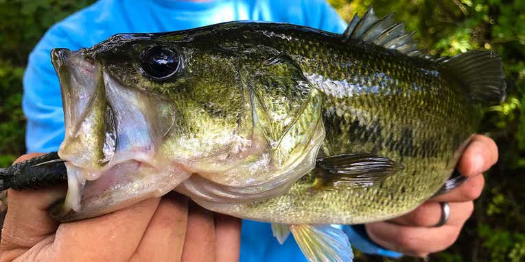 10 Best Fall Largemouth Hotspots You Won’t Want to Miss