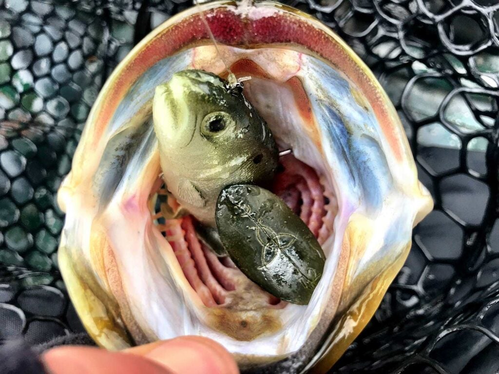 largemouth bass with a fishing lure in the mouth