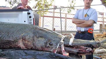 World Record Alligator Gar Pulled From Mississippi Lake Tangled in Fisherman’s Net