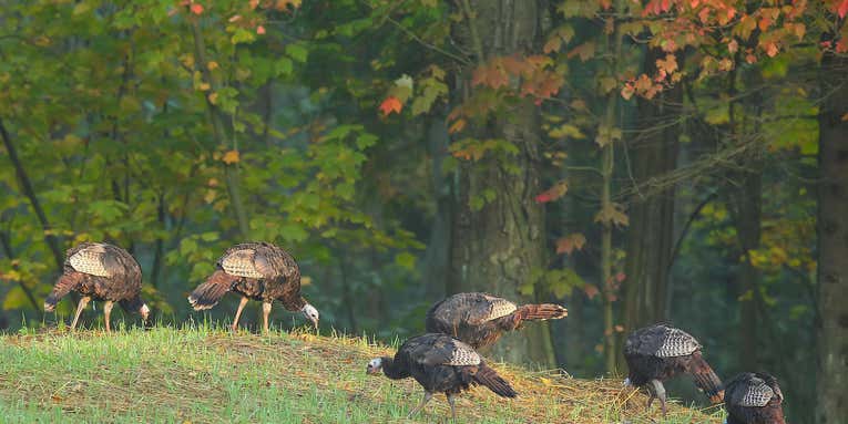 The Definitive Guide to Turkey Hunting in the Fall