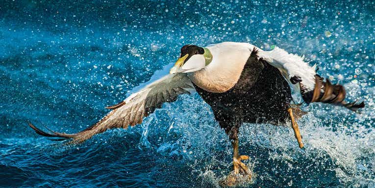 Want a Wild Waterfowl Adventure? Plan a Winter DIY Sea Duck Hunt
