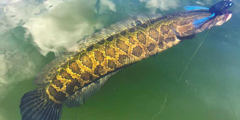 Is the Snakehead Epidemic Happening All Over Again?