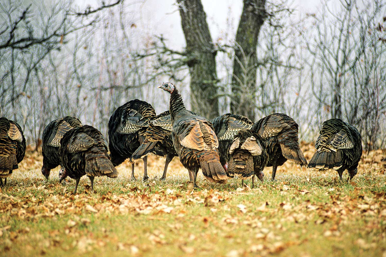 How to Hunt for a Thanksgiving Day Wild Turkey | Field & Stream