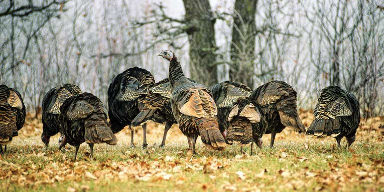 How to Hunt for a Thanksgiving Day Wild Turkey