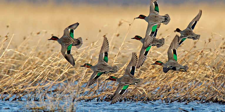 How to Hunt the Greenwing Teal Migration