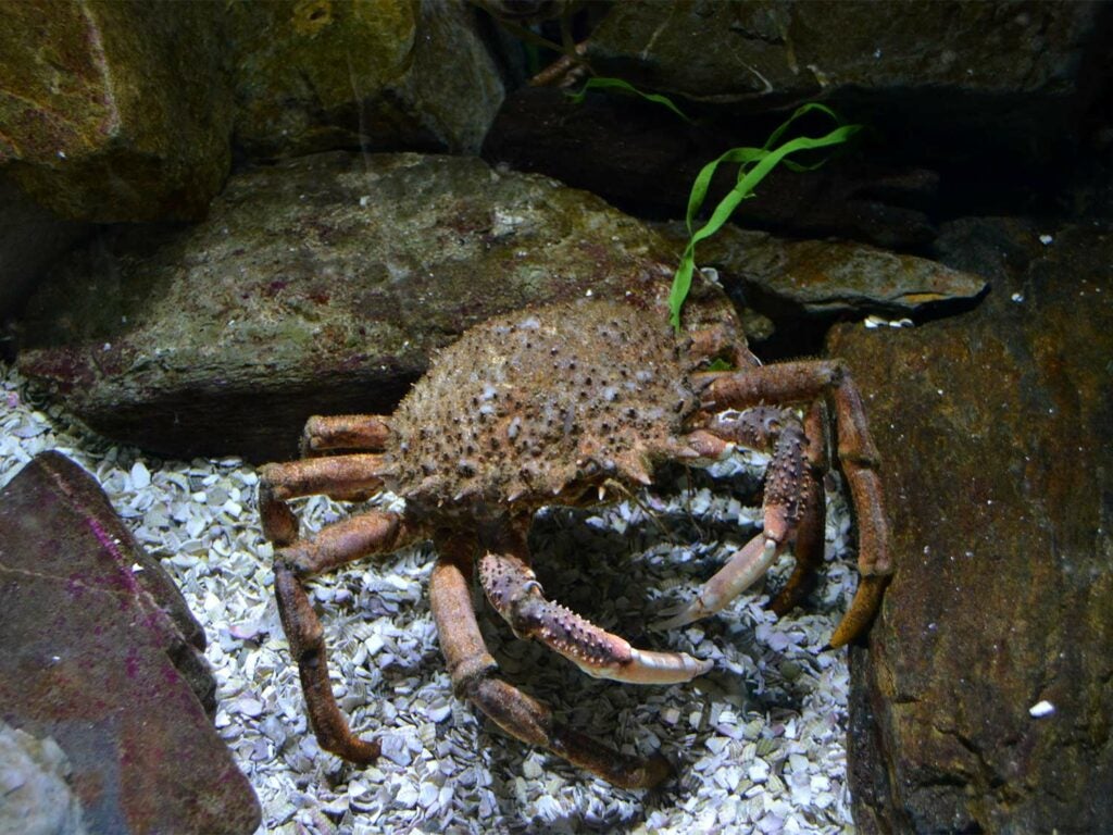 Spider Crab.