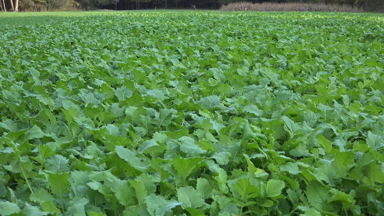 A plot of Whitetail Institute BeetsNGreens brassicas.