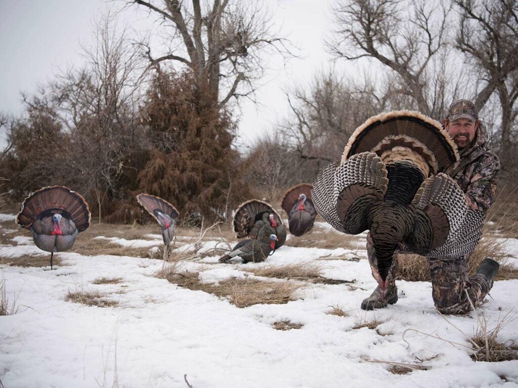turkey hunter with a spread of decoys