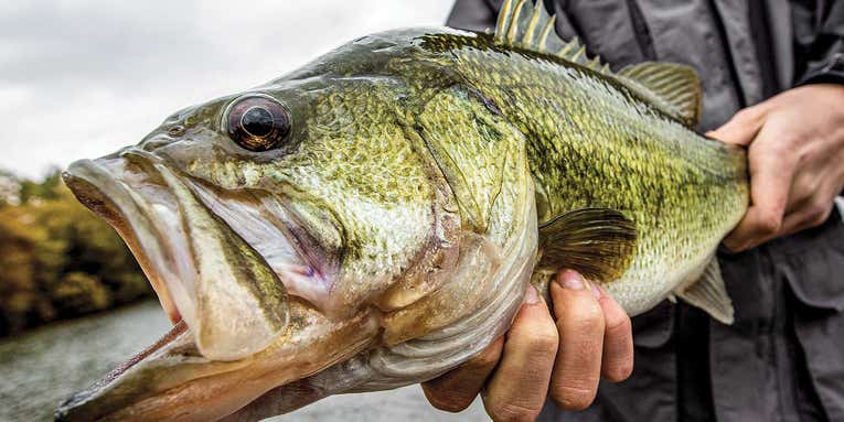 The Complete Guide to Fishing Spoon Lures in the Fall