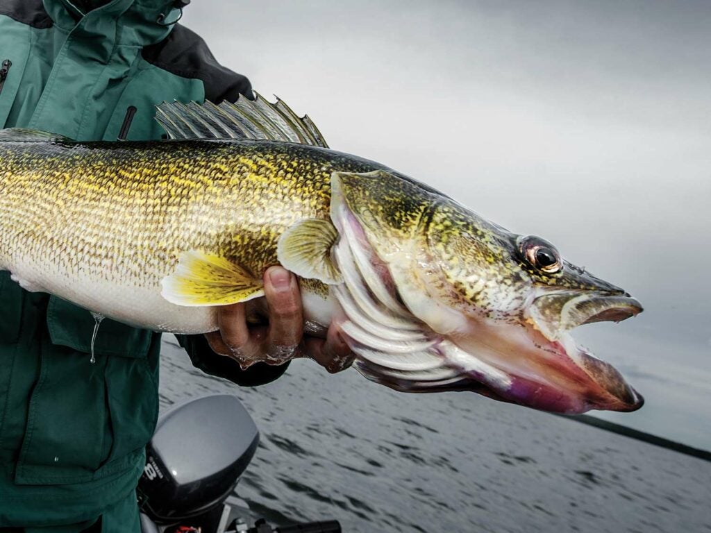 angler holding a walleye