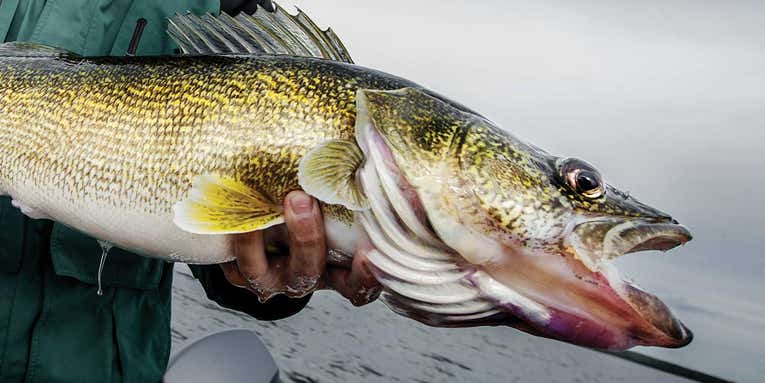 The Best Fishing Line for Walleye in 2023