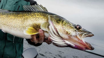 The Best Fishing Line for Walleye in 2022