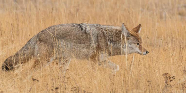 Why Shotguns Are Better Than Rifles for Coyote Hunting