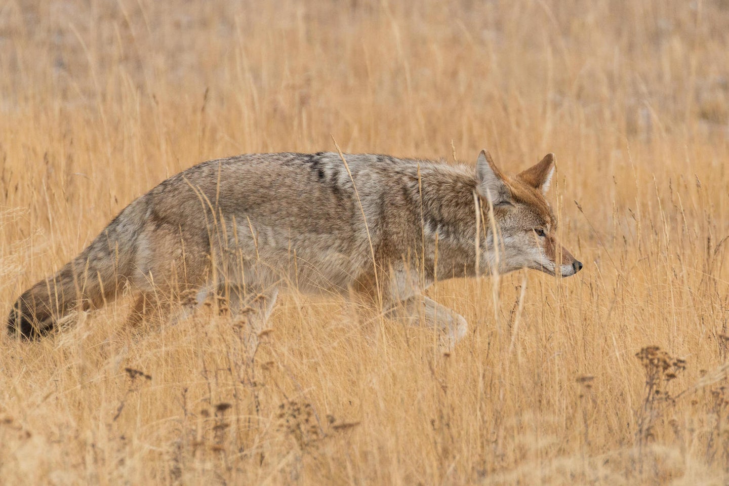 KP7T7D Coyote hunting in a field in Yellowstone National Park.