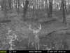 black and white image of a buck on trail cam