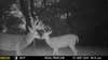 a black and white trail camera photo of a buck