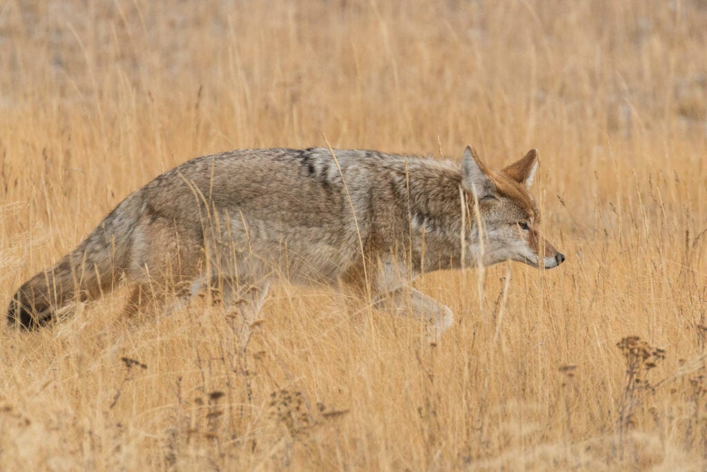 Hunting coyotes is even better if you use a shotgun.