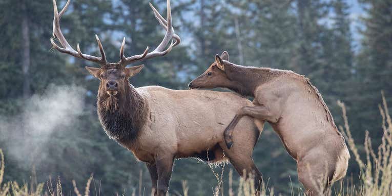 Is This the Reason Elk Numbers Are Down?