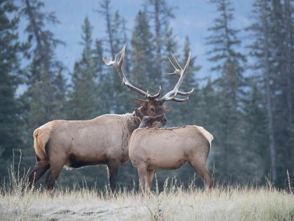 male and female elks in an open field