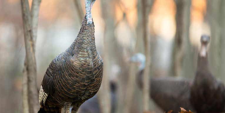 The Deer Hunter’s Guide to Fall Turkey Hunting