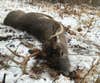 dead whitetail buck in the snow