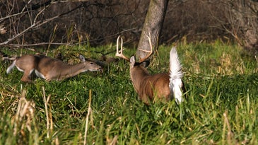 Hunting Tactics for 6 Stages of the Whitetail Rut