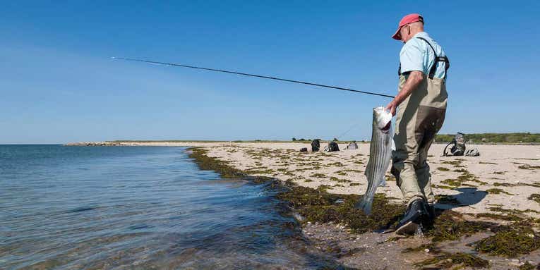 Atlantic States Marine Fisheries Commission Accepts Striped Bass Slot Limit for 2020 Season