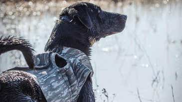 The 6 Best Hunting Dog Vests of 2024