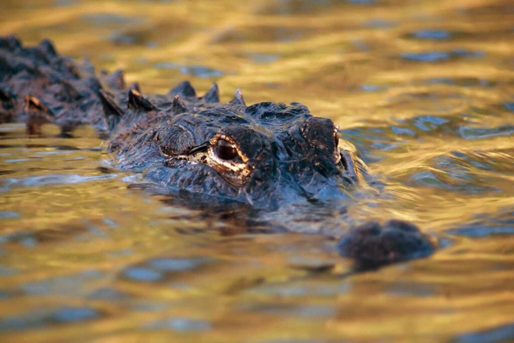 An alligator in the water