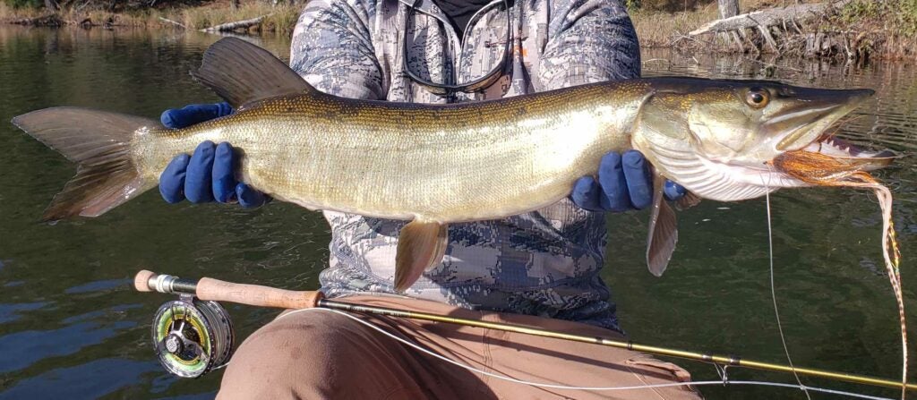 an angler holding up a large musky