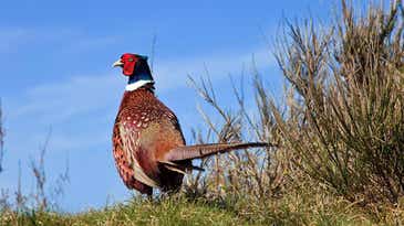 When Is the Best Time to Hunt Pheasants?