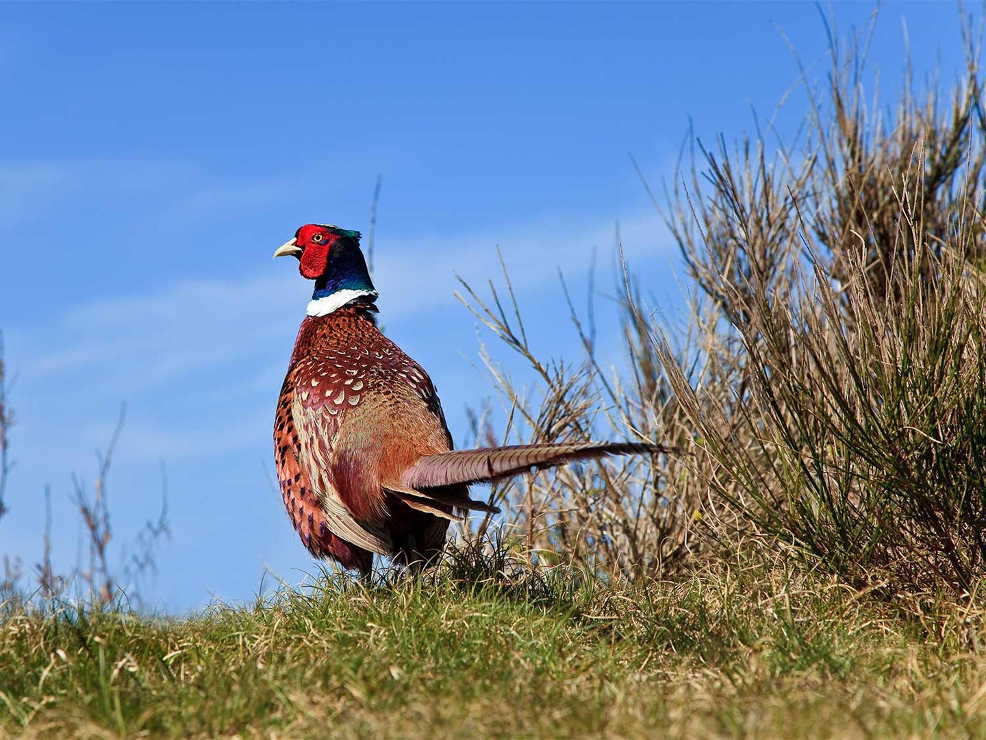 a pheasant out in the field